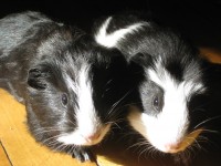 2pigs